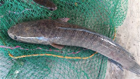 halwan fish
